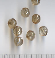 Glasperlen Beige