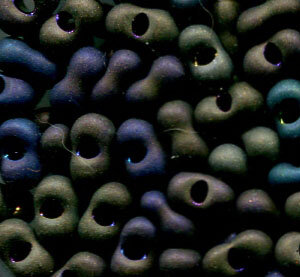 3,2x 6,5 Farfalle Rocailles Matt Rainbow