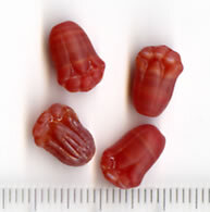 Rote Tatzen