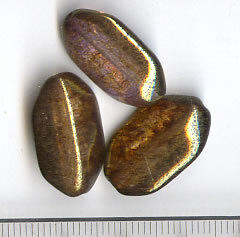 Glasperlen leicht Violett